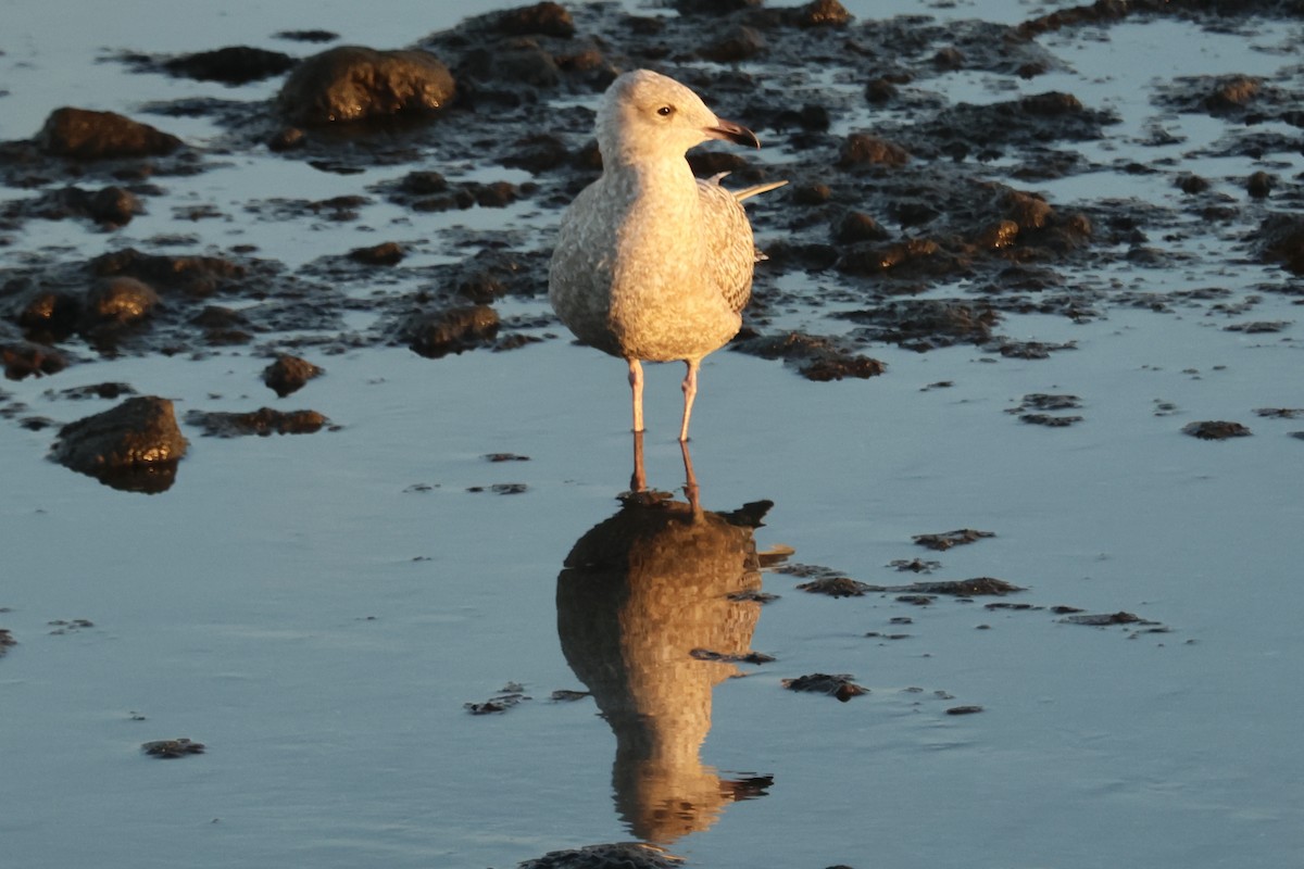 American Herring Gull - ML628973736