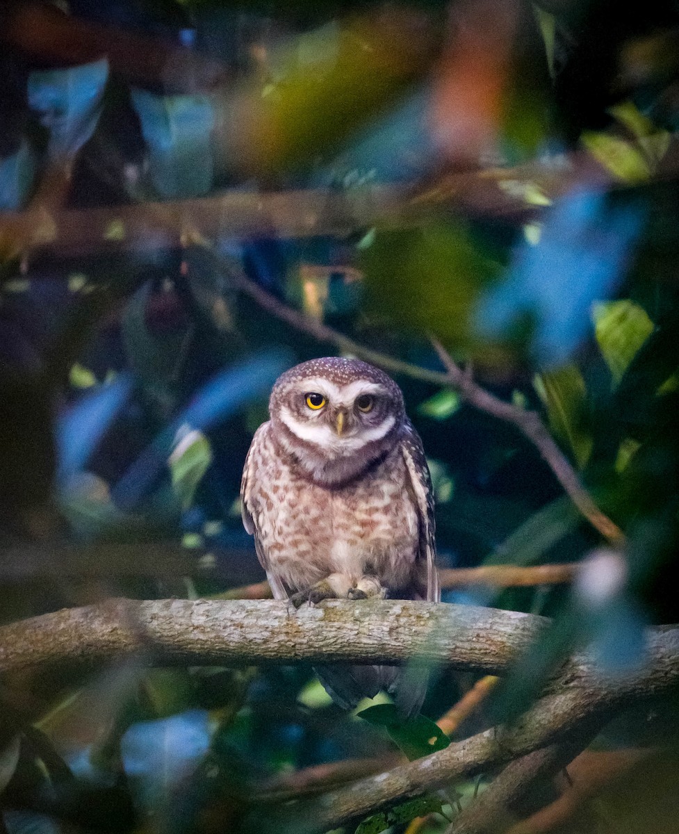 Spotted Owlet - ML628973740