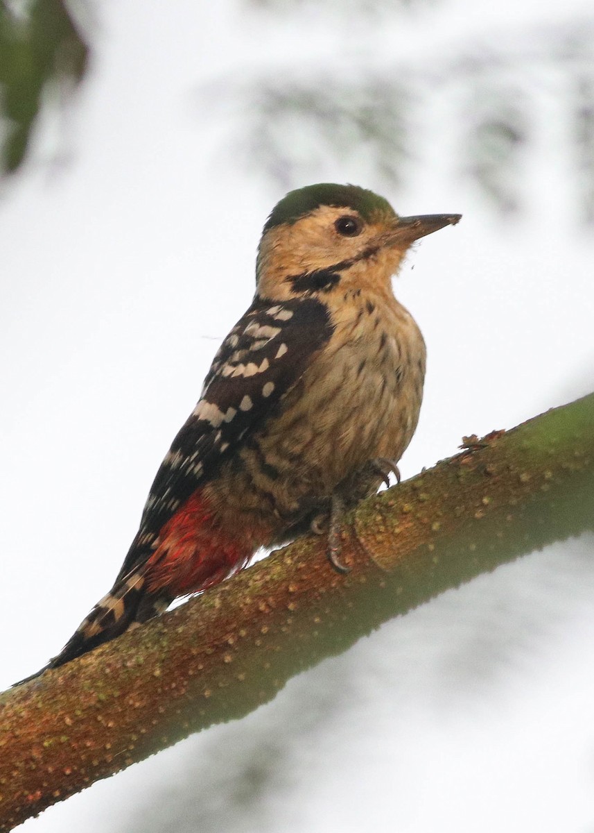 Fulvous-breasted Woodpecker - ML628973747