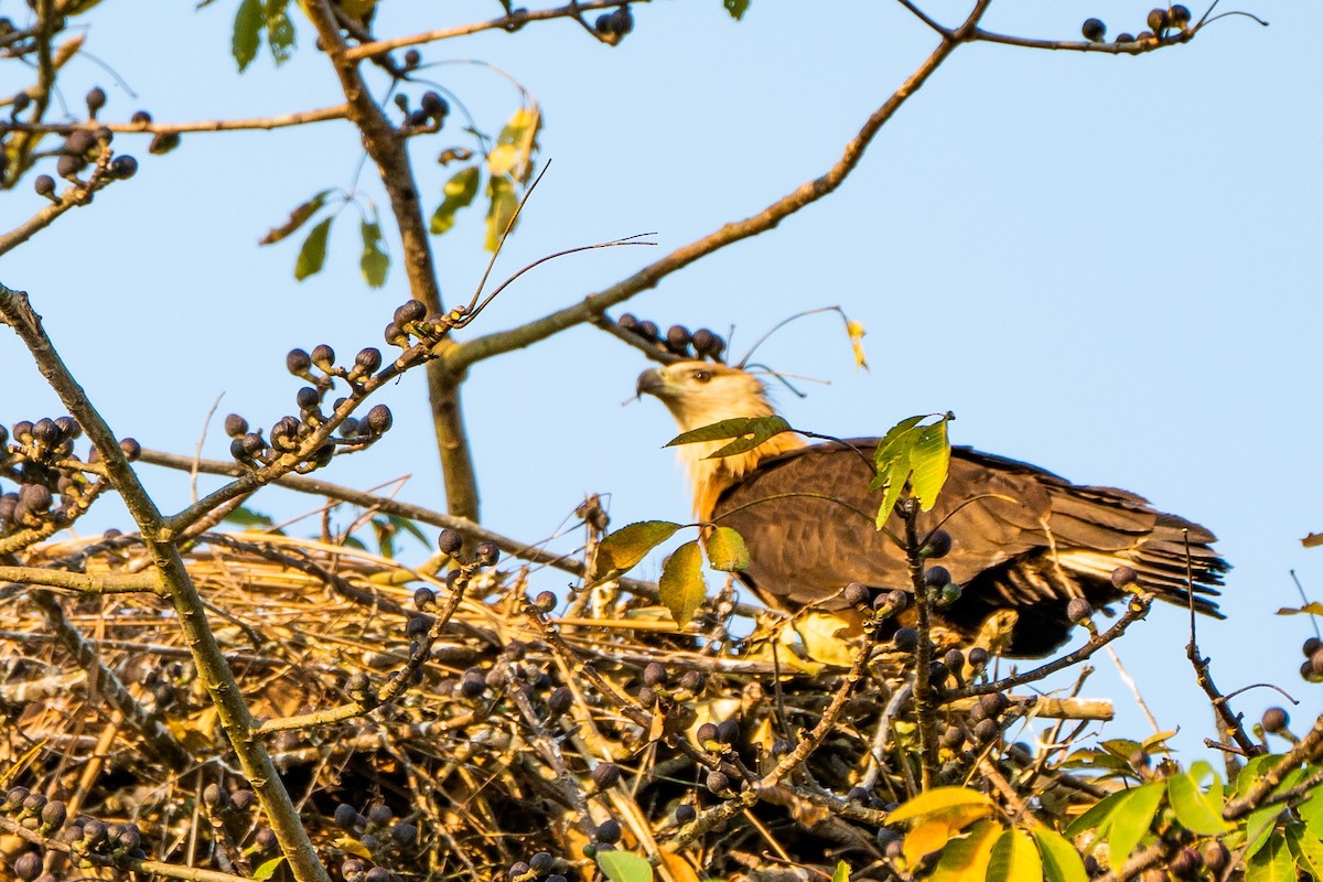 Bindenseeadler - ML628973767