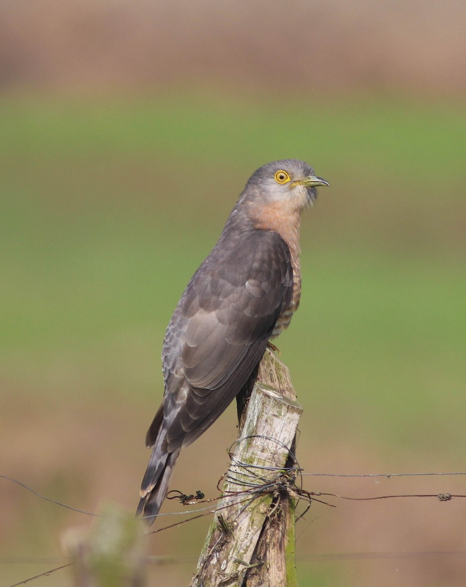 Common Hawk-Cuckoo - ML628973820