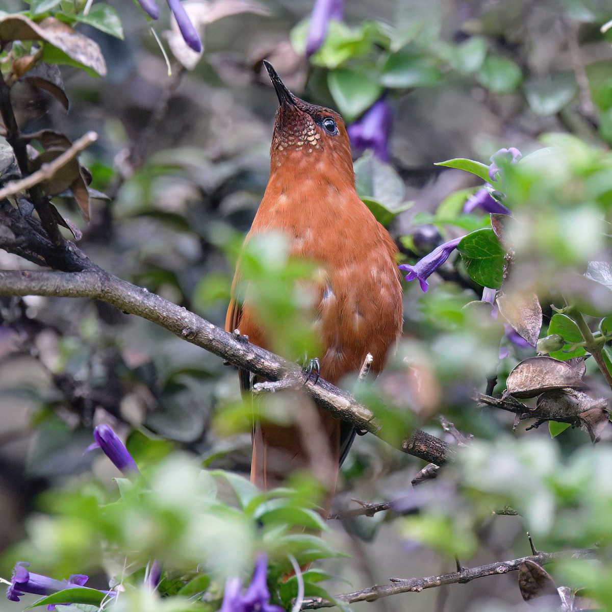 Juan Fernandez Firecrown - ML628973862