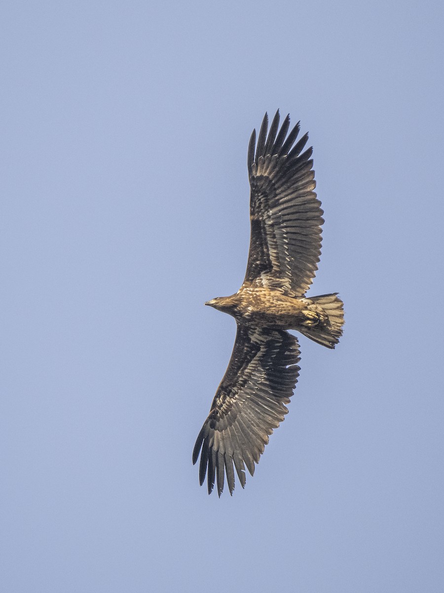 White-tailed Eagle - ML628974036