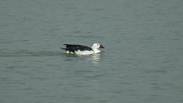 Knob-billed Duck - ML628974209