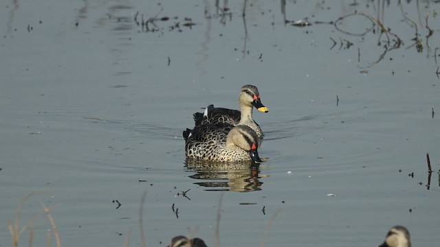 Indian Spot-billed Duck - ML628974212