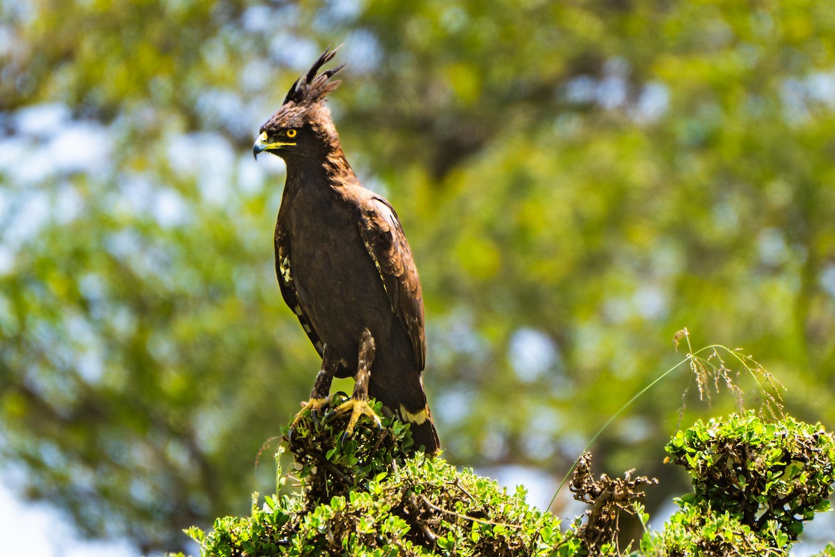 Long-crested Eagle - ML628974727