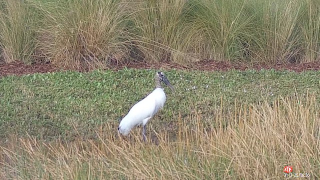 Wood Stork - ML628974797