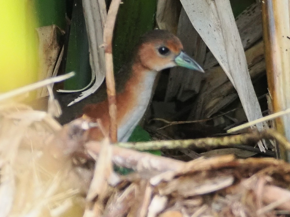 Rufous-sided Crake - ML628974849
