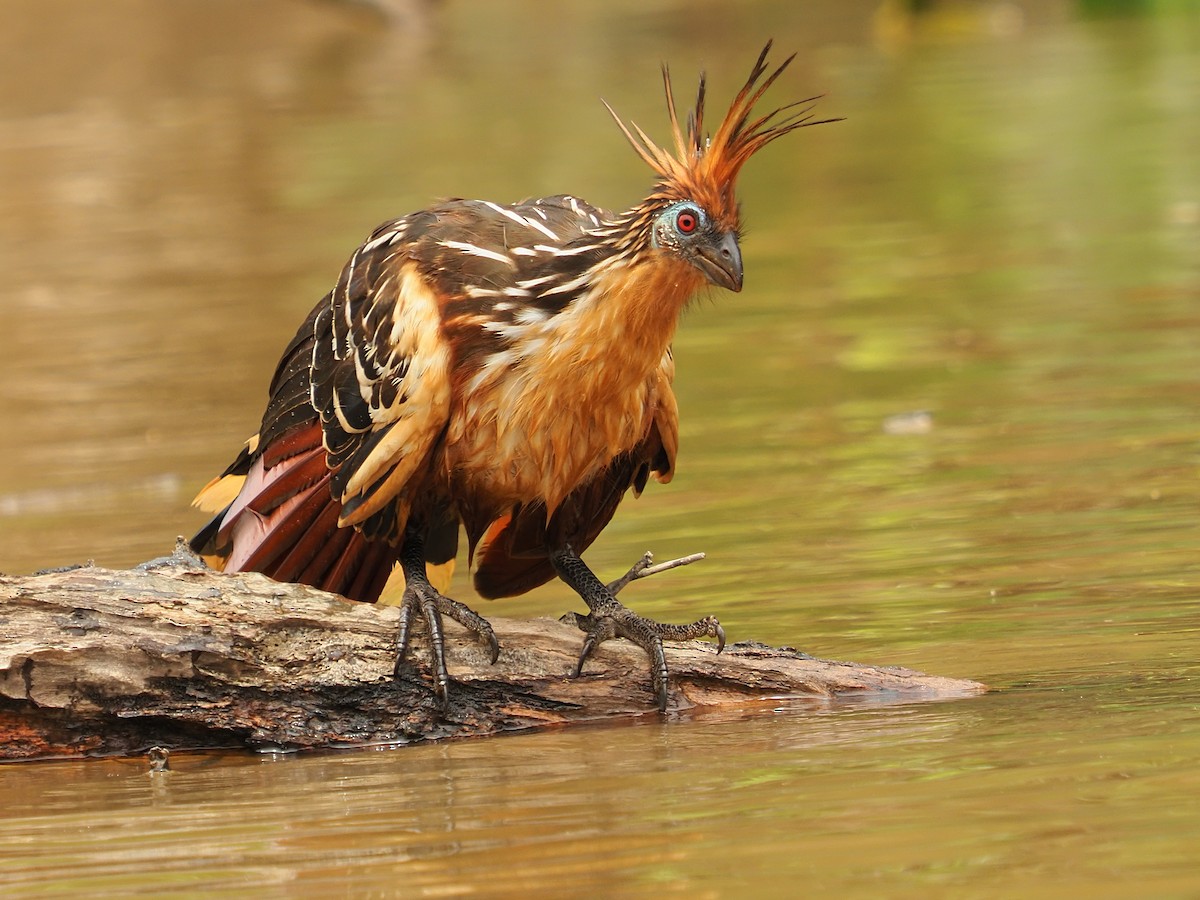 Hoatzin - ML628974886