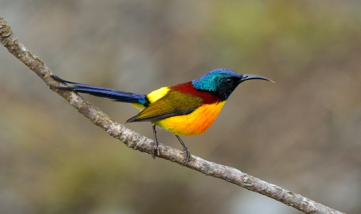 Green-tailed Sunbird - ML628974953