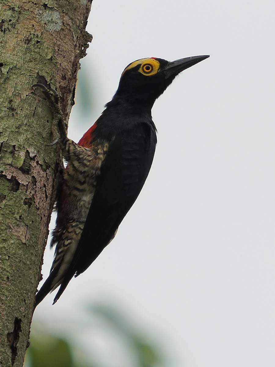 Yellow-tufted Woodpecker - ML628975018