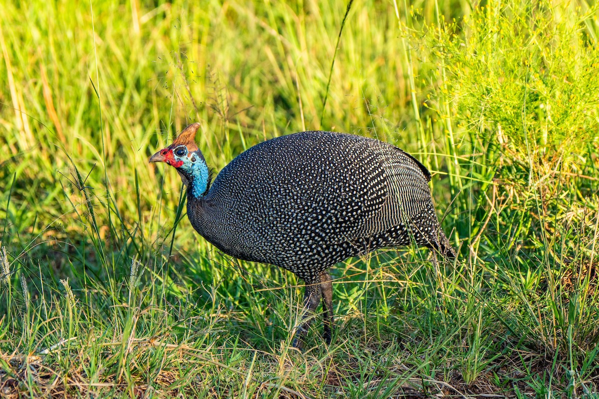 Helmeted Guineafowl - ML628975029