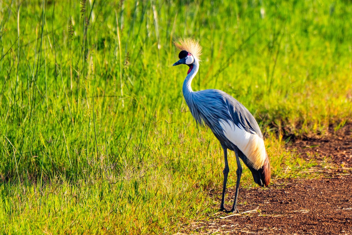 Gray Crowned-Crane - ML628975038