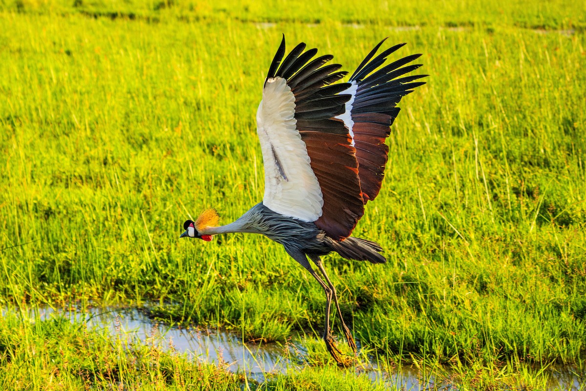 Gray Crowned-Crane - ML628975053