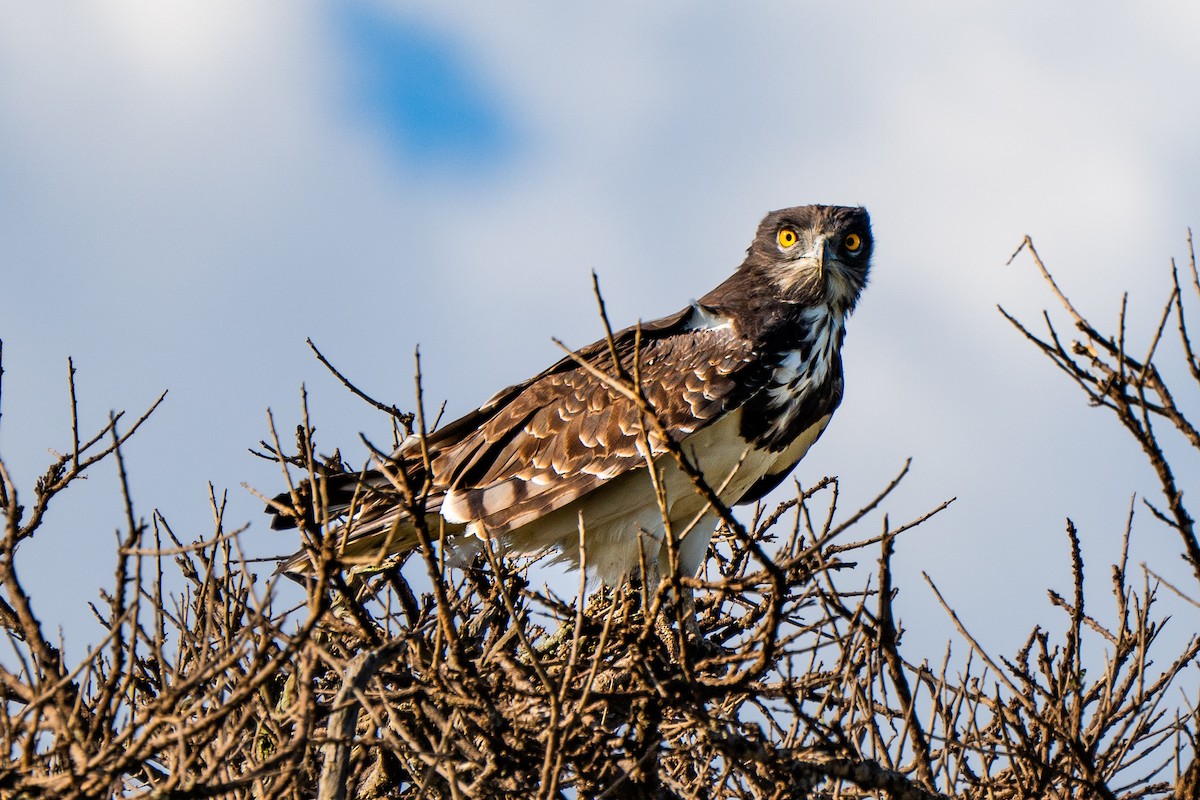 Black-chested Snake-Eagle - ML628975057