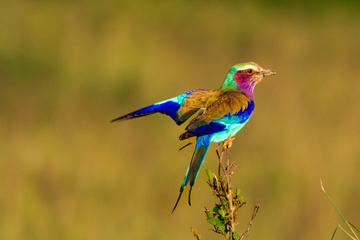 Lilac-breasted Roller - ML628975060