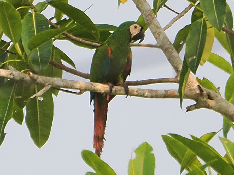 Chestnut-fronted Macaw - ML628975095