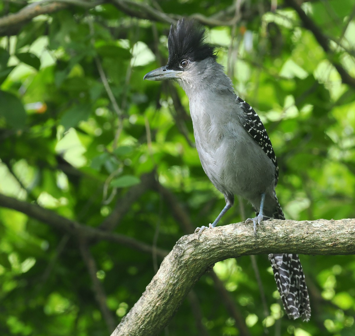Giant Antshrike - ML628975164