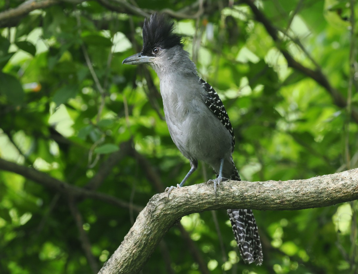 Giant Antshrike - ML628975186
