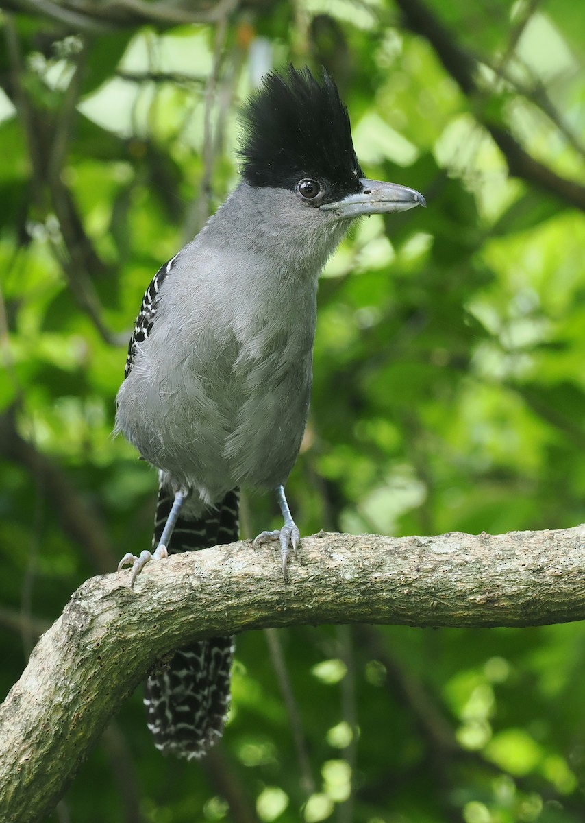 Giant Antshrike - ML628975258