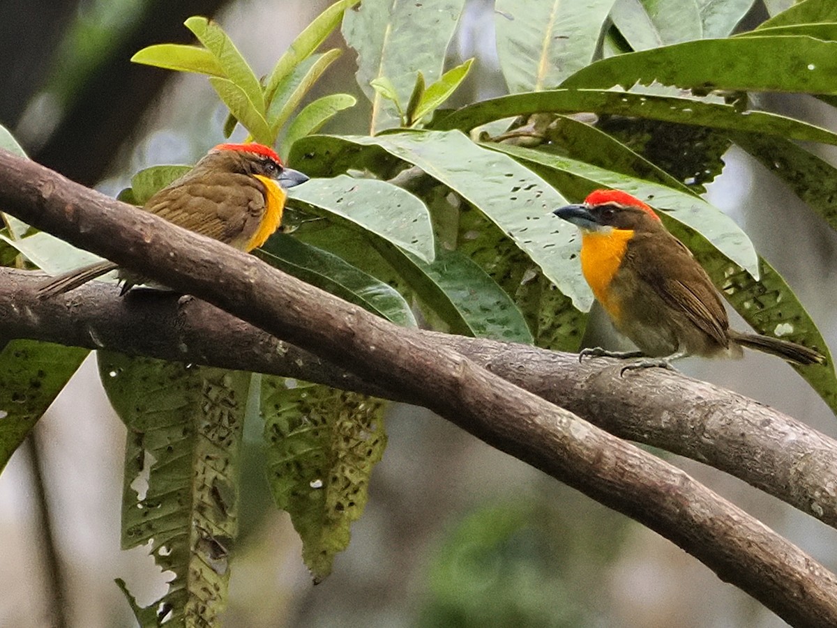 Scarlet-crowned Barbet - ML628975295