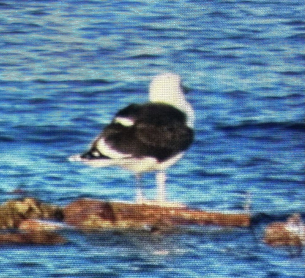 Great Black-backed Gull - ML628975394