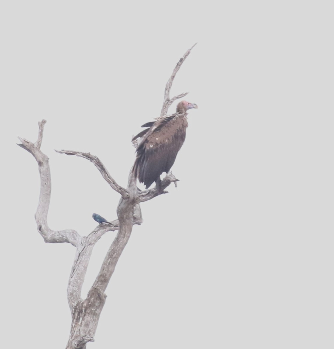 Lappet-faced Vulture - ML628975497