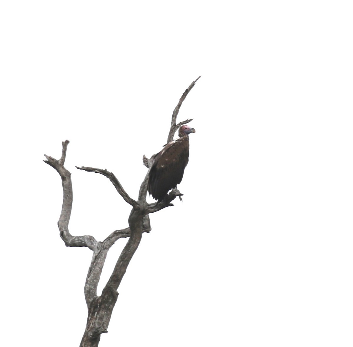 Lappet-faced Vulture - ML628975498