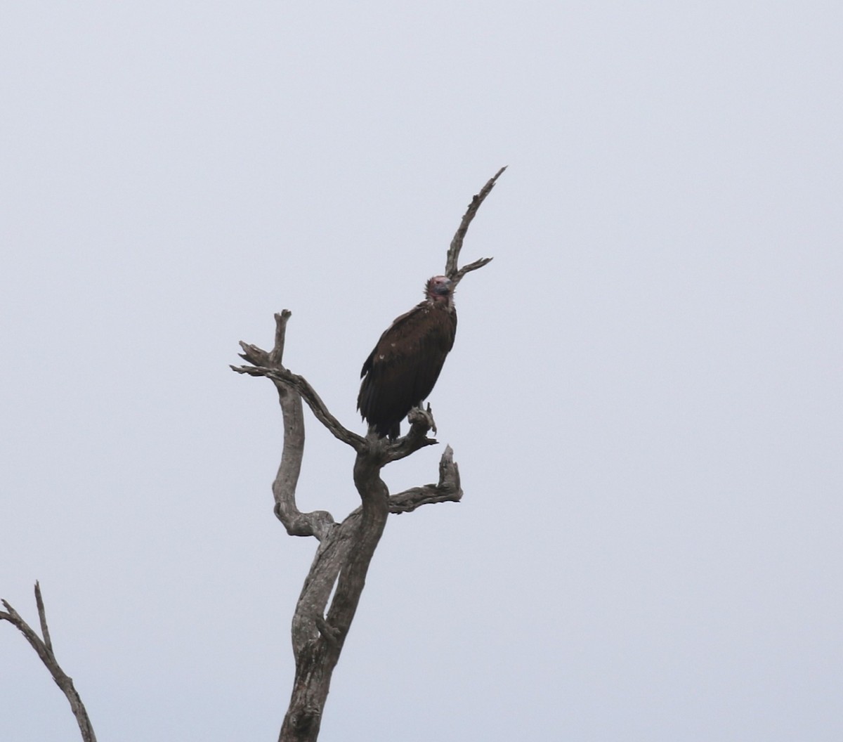 Lappet-faced Vulture - ML628975499