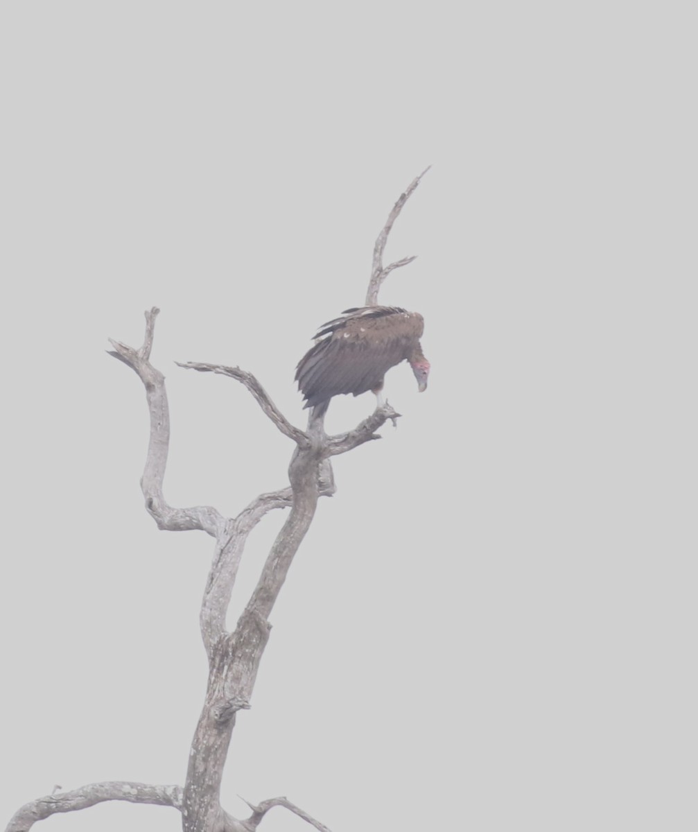 Lappet-faced Vulture - ML628975500