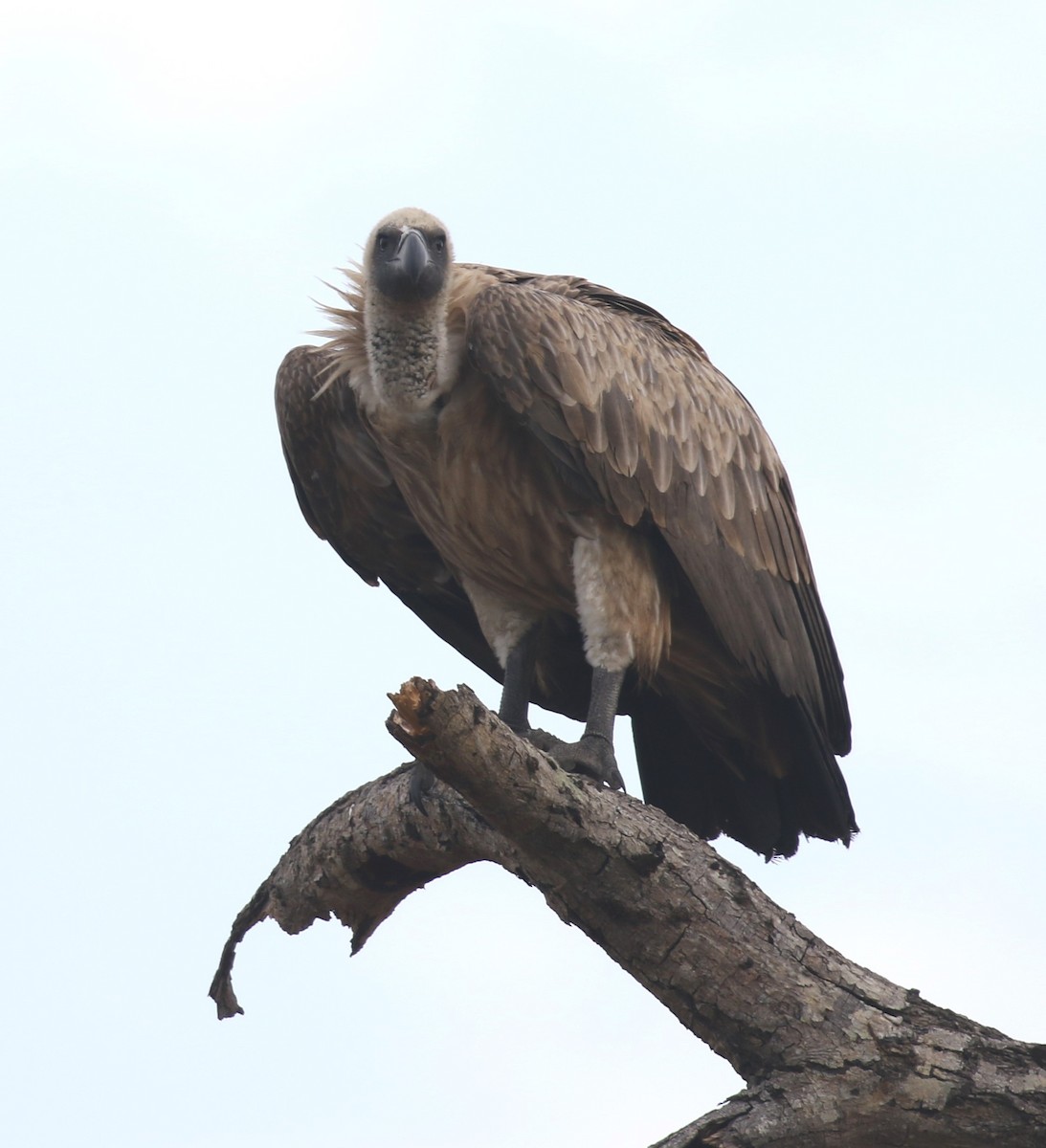 White-backed Vulture - ML628975525