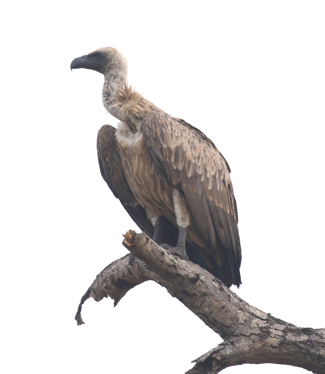 White-backed Vulture - ML628975526