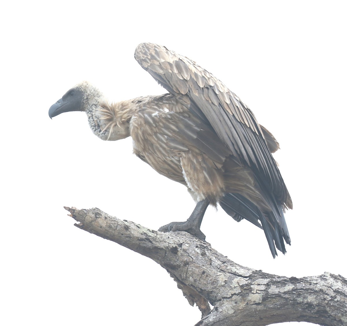 White-backed Vulture - ML628975527