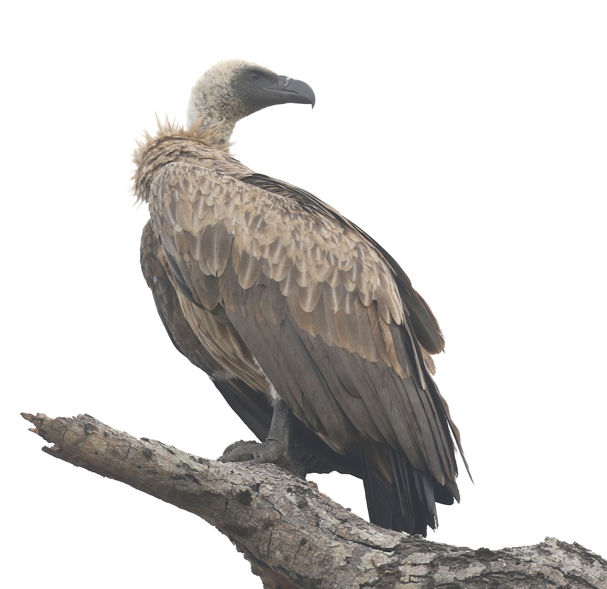 White-backed Vulture - ML628975528