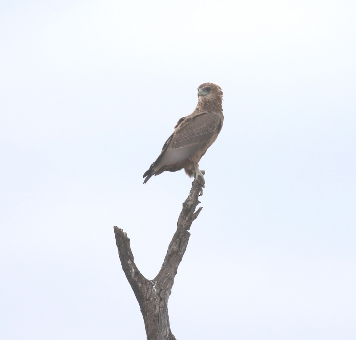 Bateleur - ML628975536