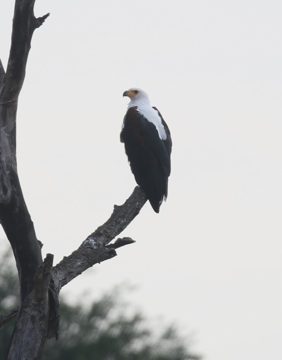 African Fish-Eagle - ML628975546