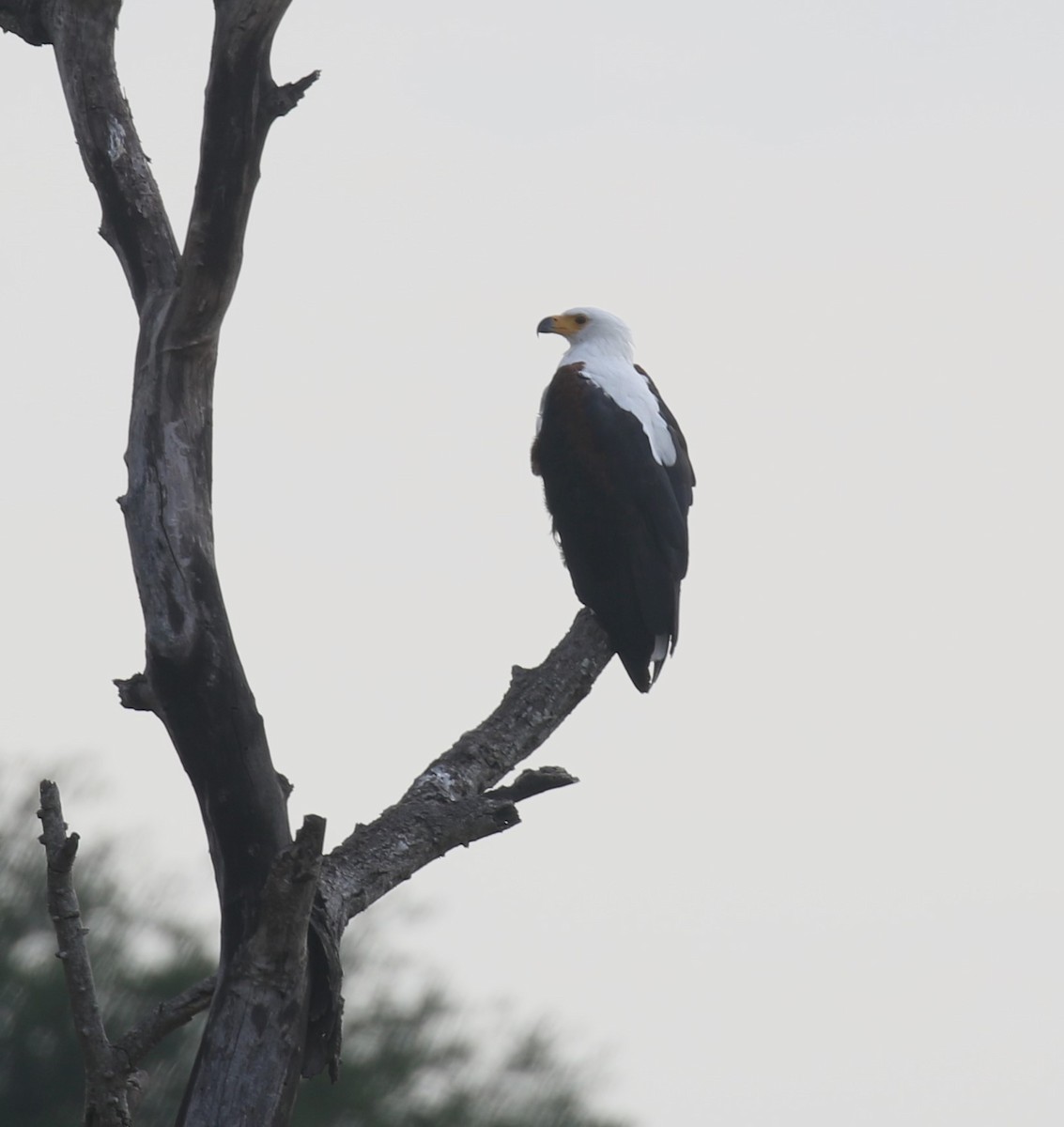 African Fish-Eagle - ML628975547