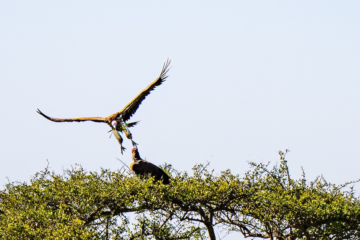 Lappet-faced Vulture - ML628975781