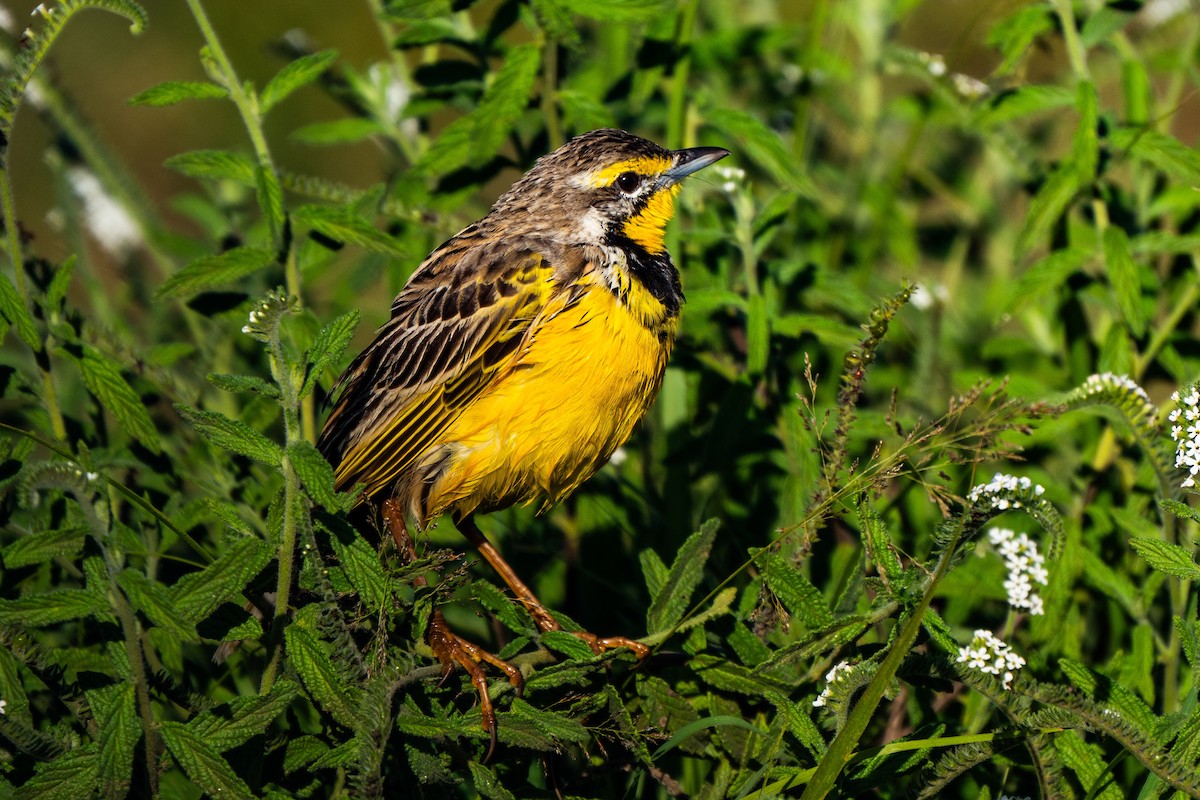 Yellow-throated Longclaw - ML628975785