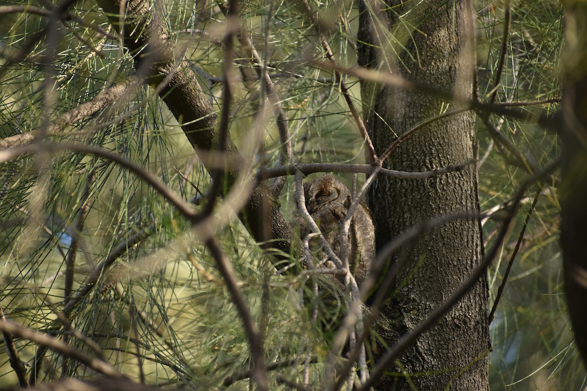 Eurasian Scops-Owl - ML628975836