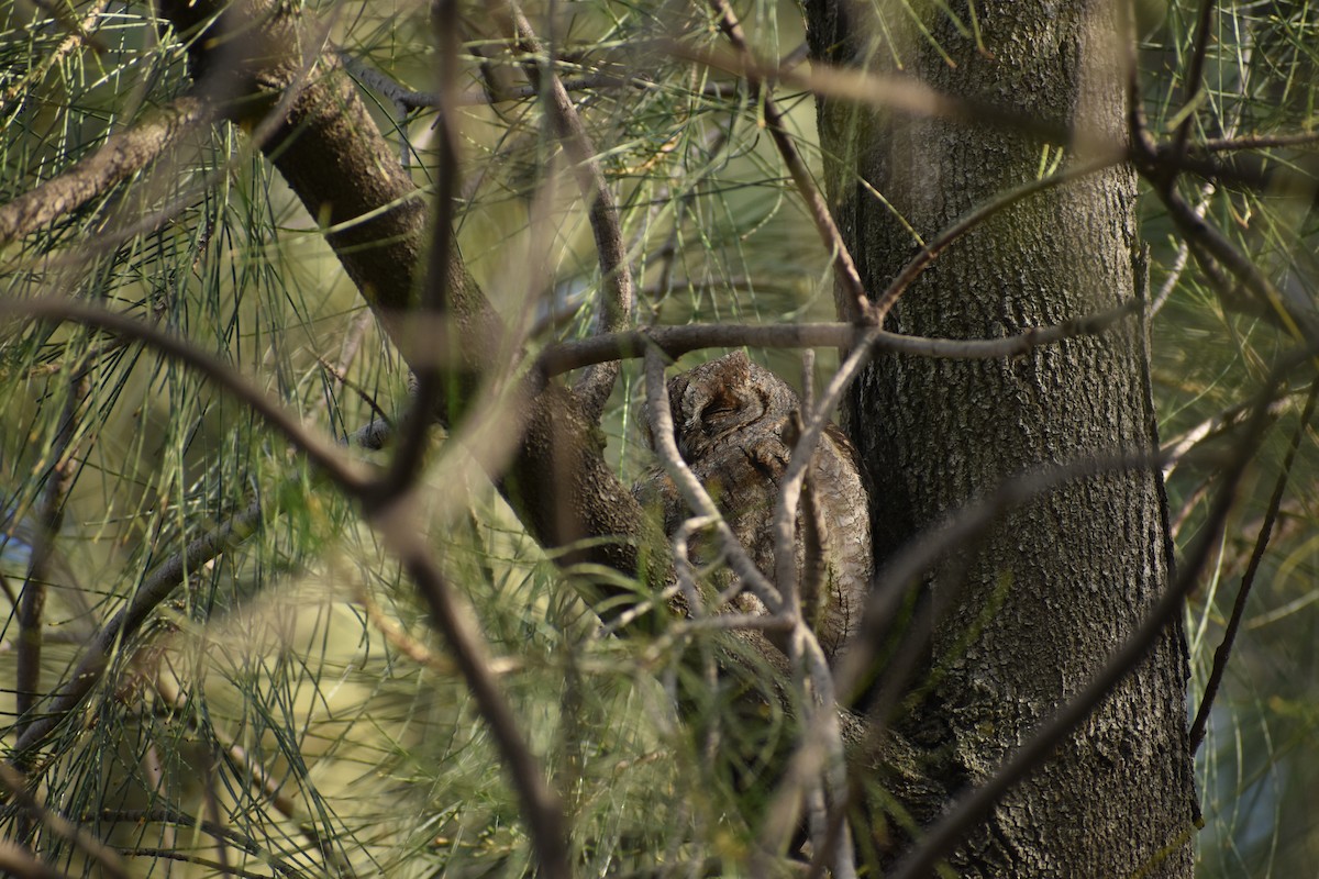 Eurasian Scops-Owl - ML628975837