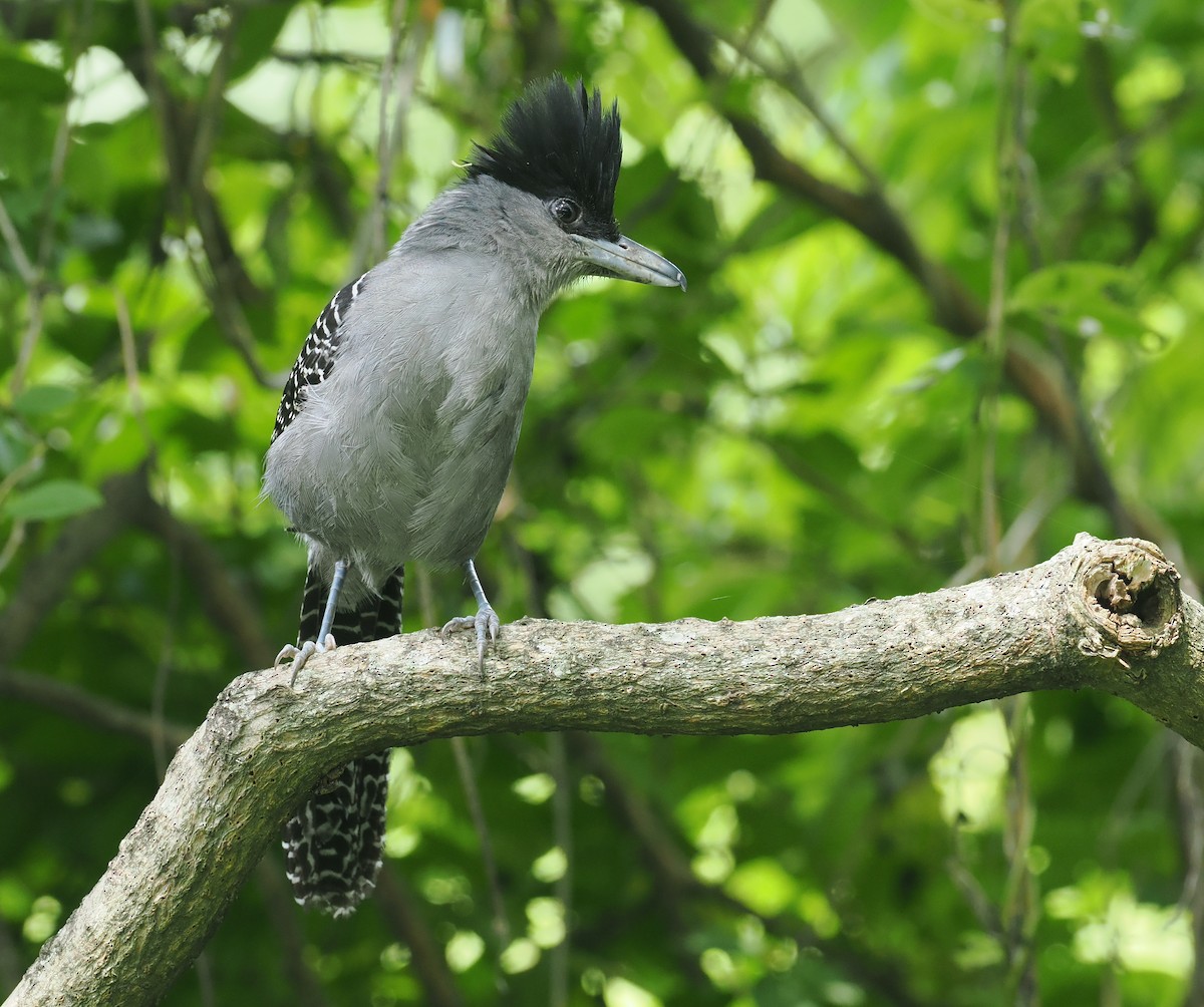 Giant Antshrike - ML628975892