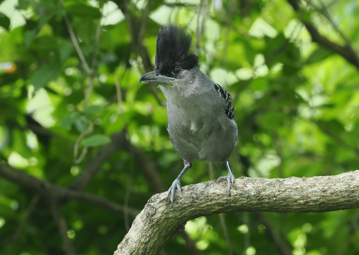 Giant Antshrike - ML628975922