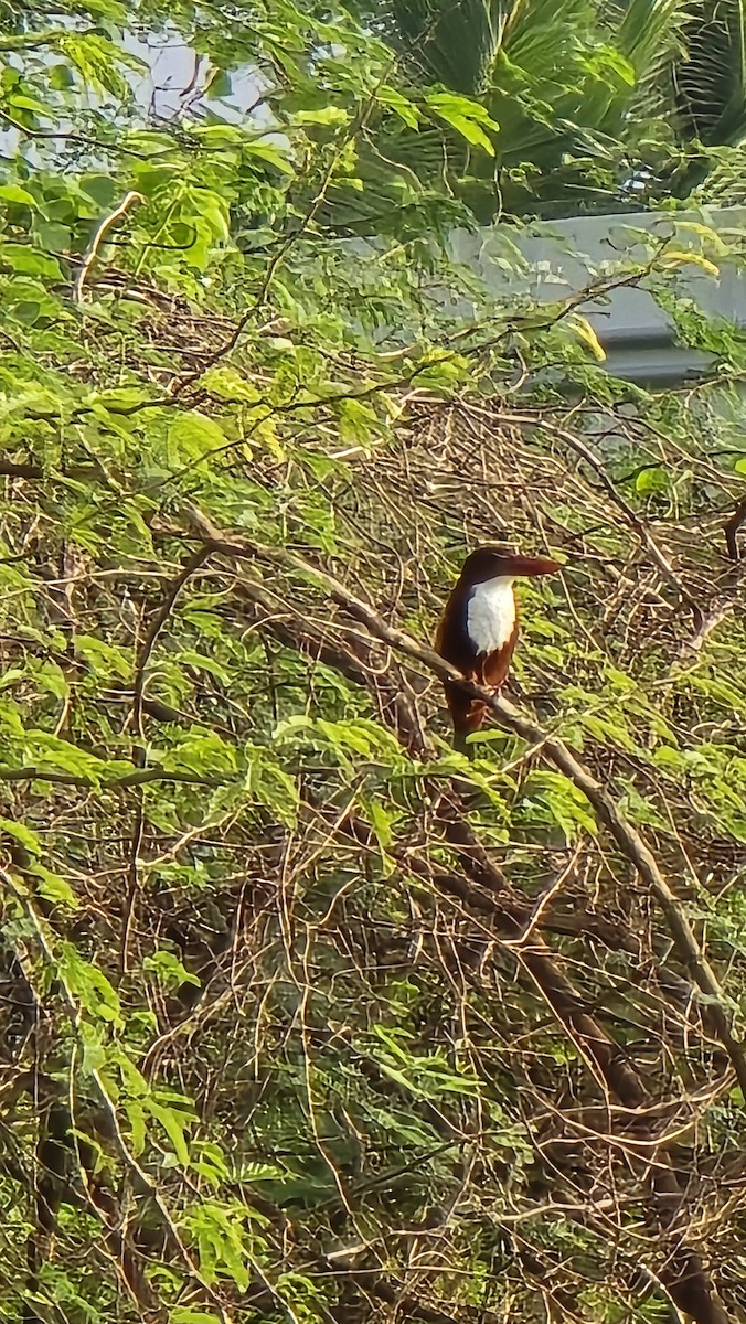 White-throated Kingfisher - ML628975950