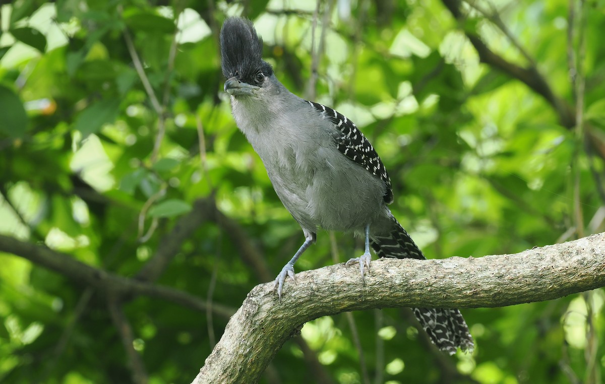 Giant Antshrike - ML628975954