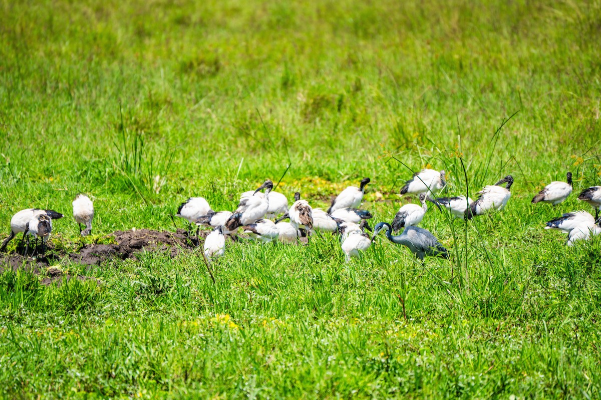 Black-headed Heron - ML628975963