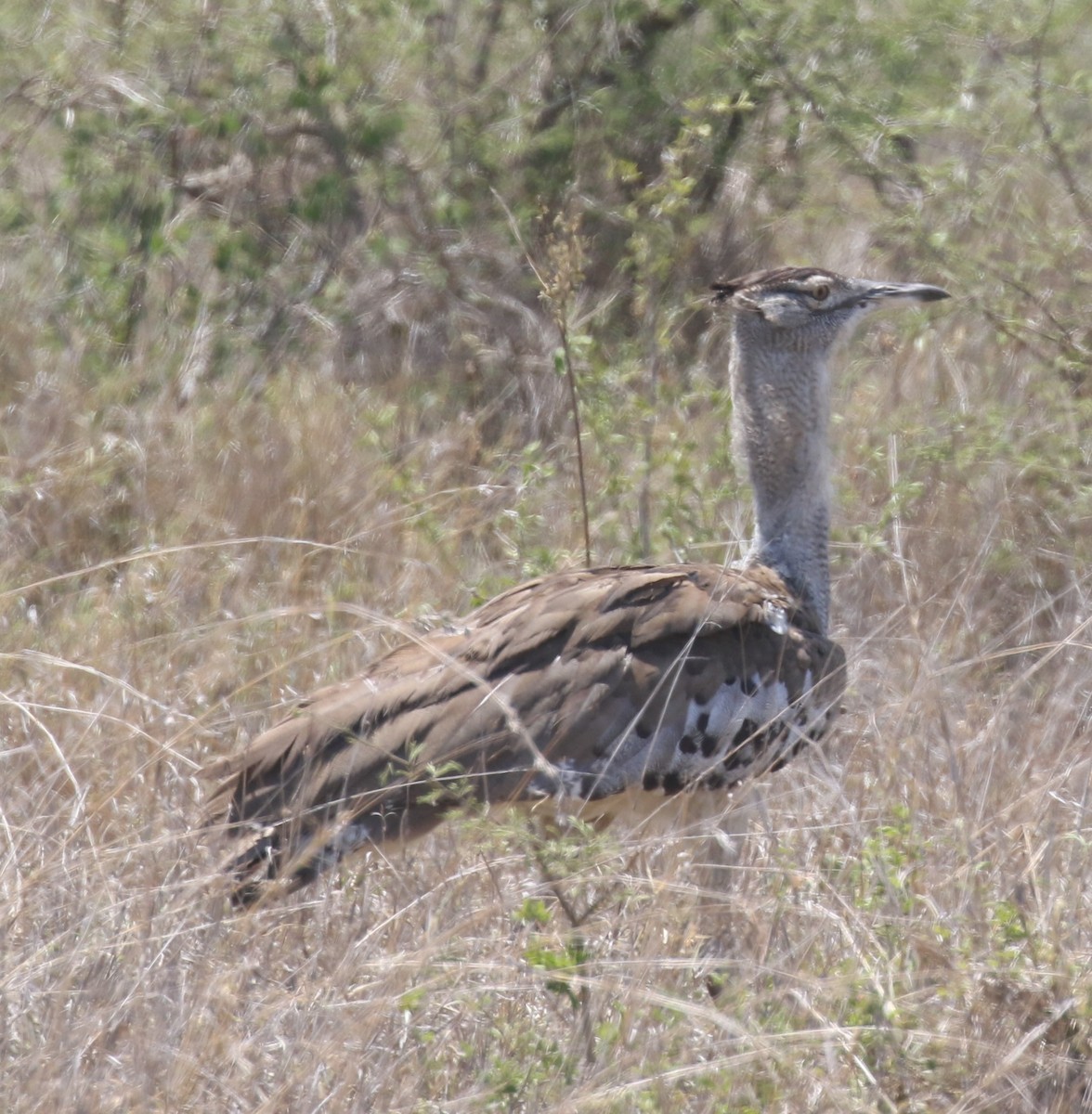 Kori Bustard - ML628976008