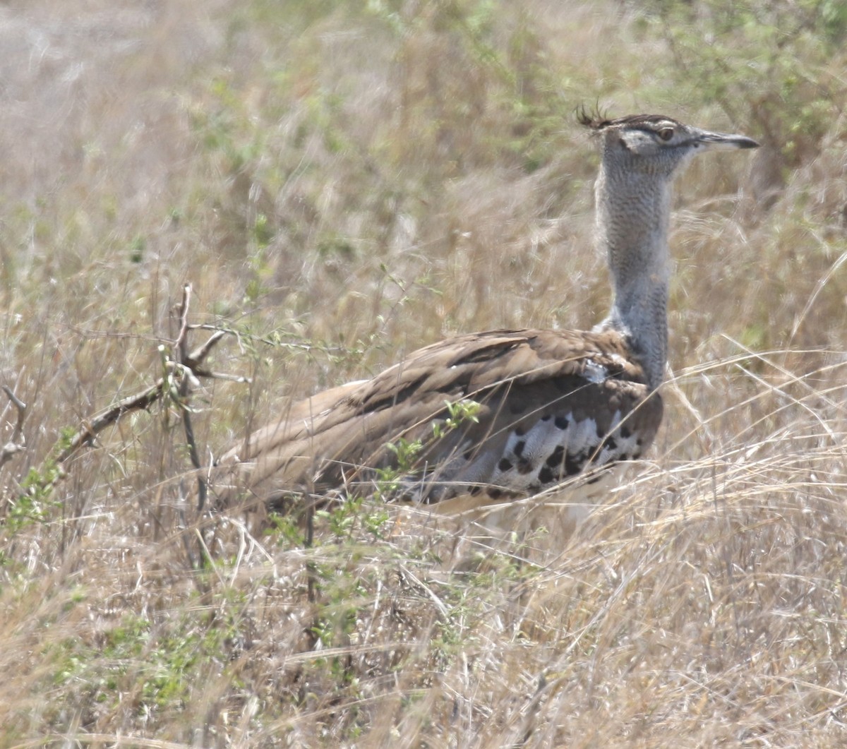 Kori Bustard - ML628976009