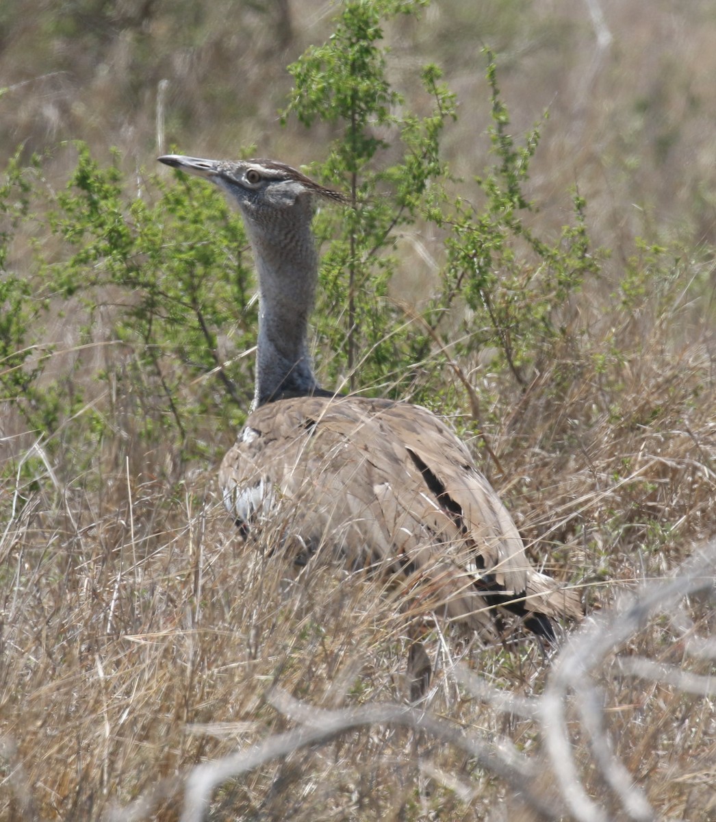 Kori Bustard - ML628976010