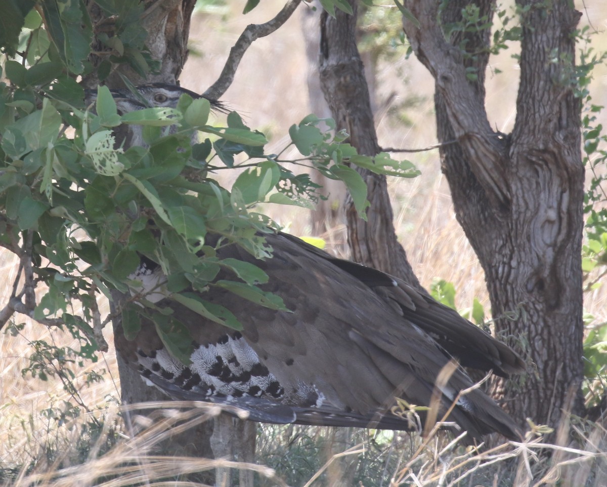 Kori Bustard - ML628976011